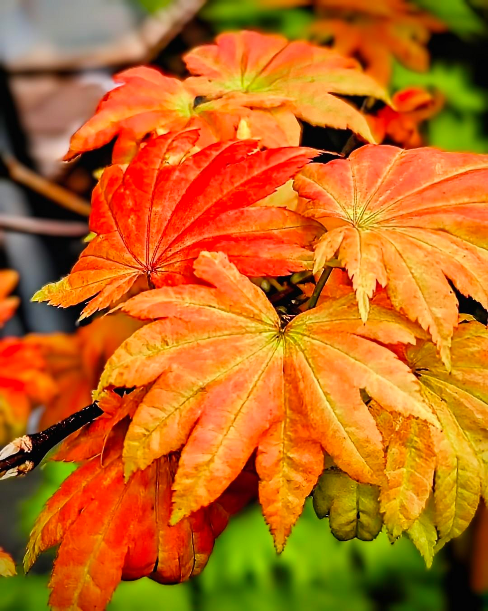 (Fig 1) Japanese Maples, with their stunning aesthetics and vibrant autumn colors, are a timeless fall favorite and fall is also the perfect time to plant them. © Adriana Marsh 2023
