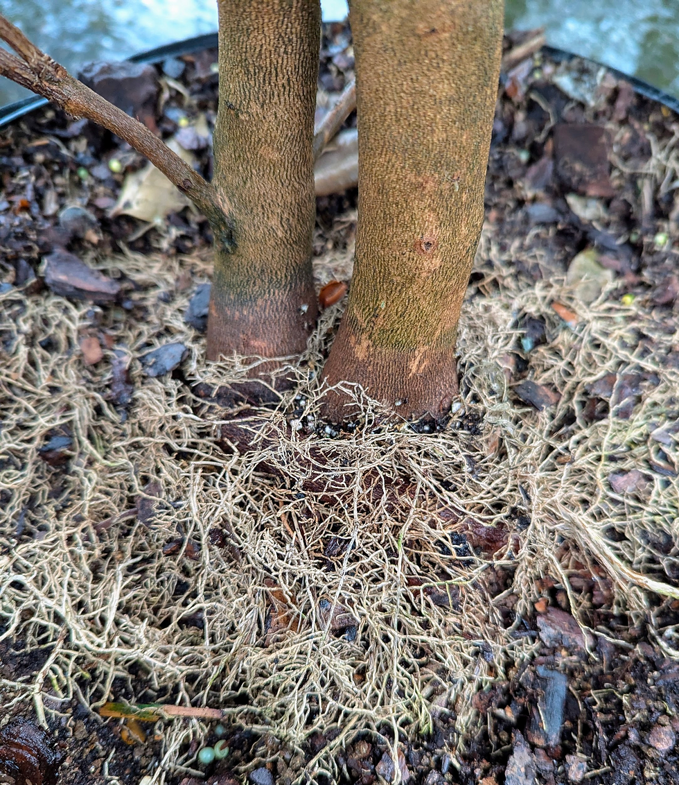 (Fig.5) Shallow nursery pot watering leads to excessive fibrous root growth, covering Camellia's root crown by 1 inch.