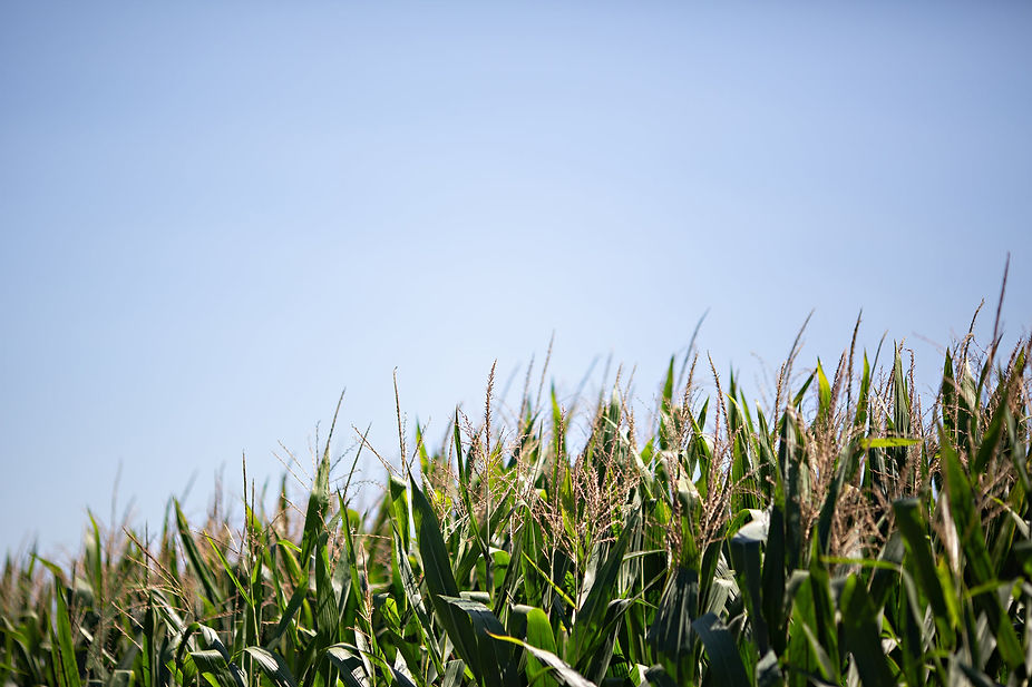 Iowa corn fields horizontal.jpg