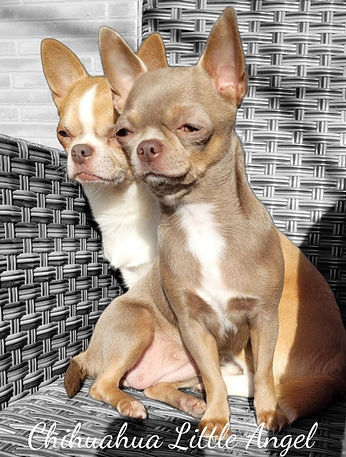 DIOR LITTLE ANGEL E PERLA LITTLE ANGEL