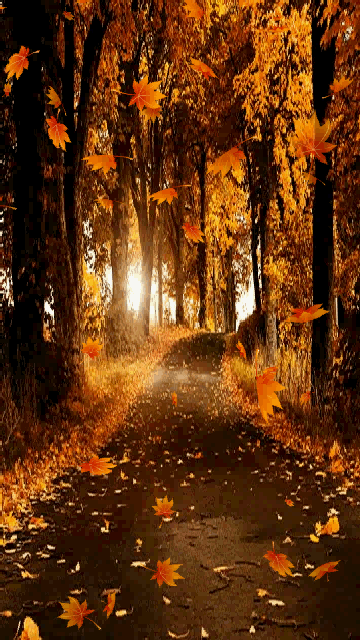 Falling leaves.gif