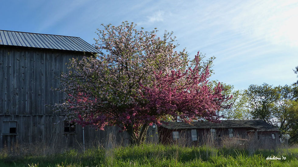 Apple blossoms