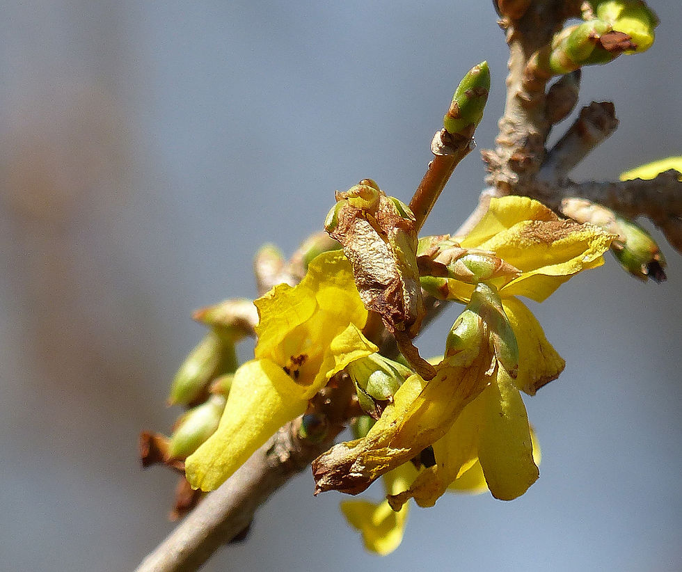 Forsythia