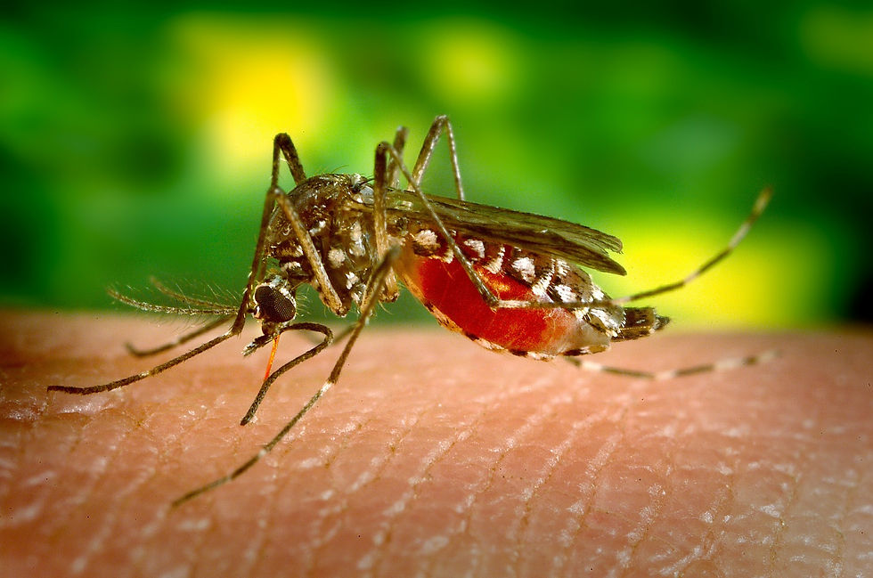 Repels Ticks & Mosquitos