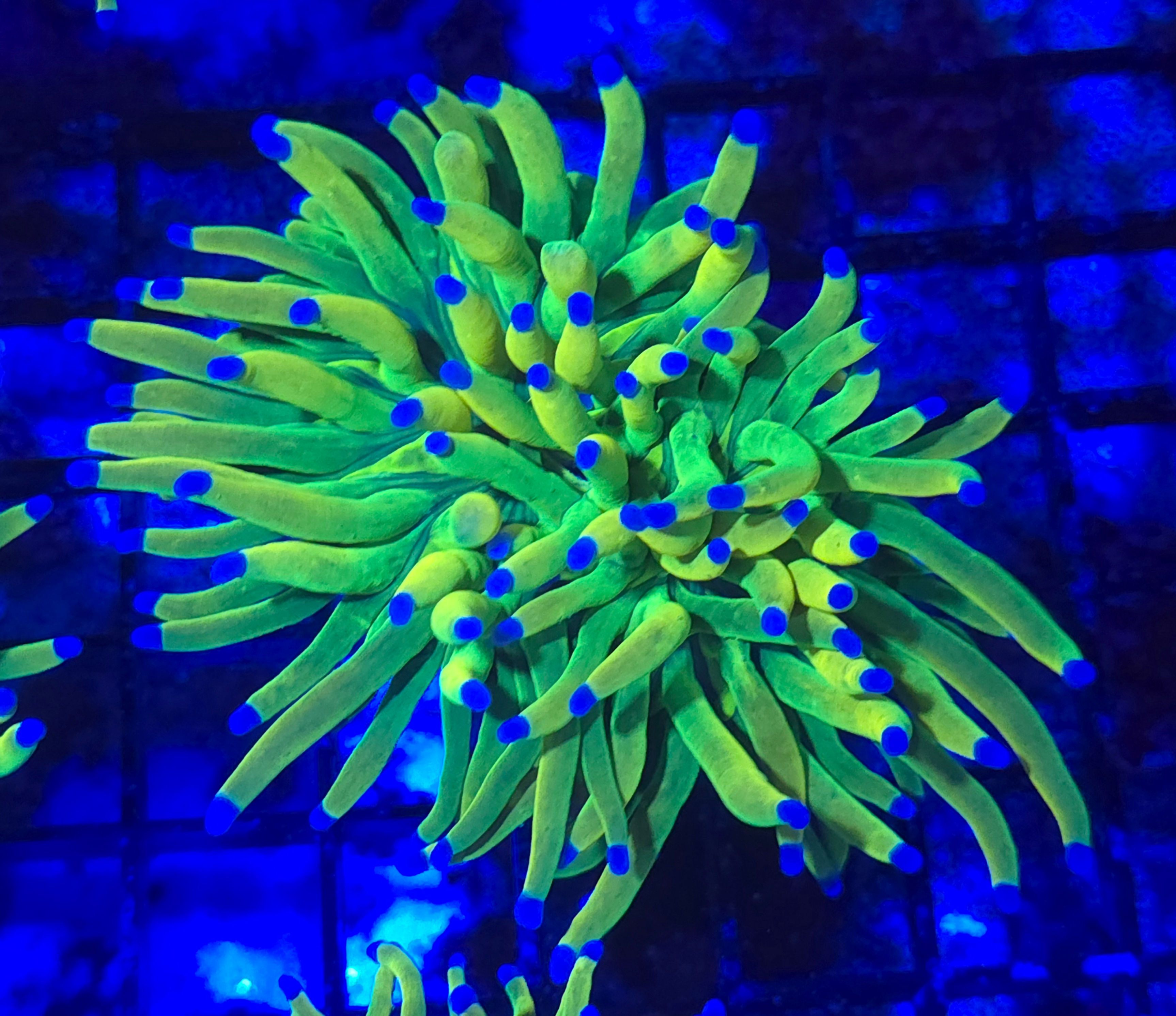 KCC Malaysian Holy Grail Torch