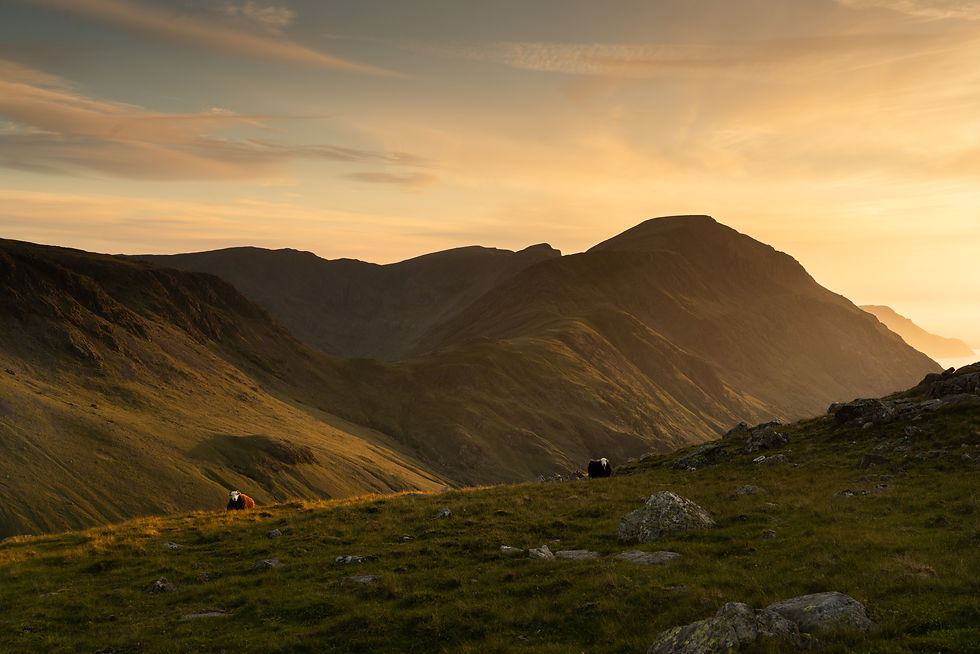 Herdwick sheep on the fell