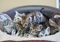 自店繁殖の仔猫の販売