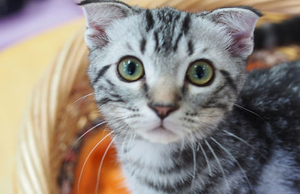 ■犬・猫 販売
