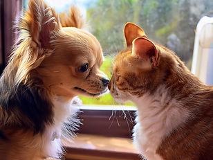 メープル動物病院の犬・猫の避妊、去勢手術について