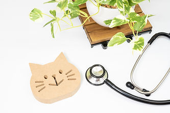 猫の顔と聴診器