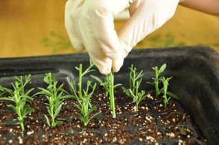 MEJORAMIENTO DE PLANTAS A TRAVÉS DE SELECCIÓN O CRUZAMIENTO