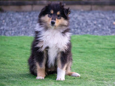 Alemana Blues Born To Love 1.jpg