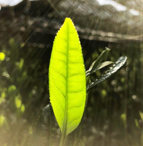 Thumbnail: 宇治受賞茶園上抹茶 紫宸 Grand Cru Uji Matcha Light of Uji