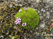 Nature's Hidden Wonders: Unveiling the Arctic-Alpine Plant Engineers