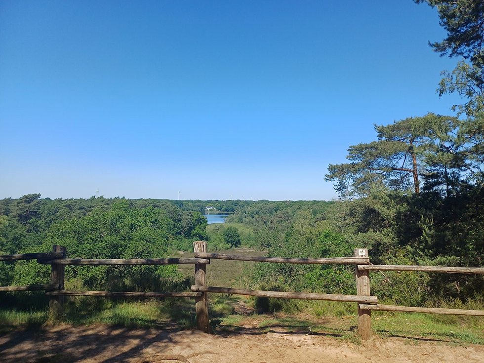 🌳 Bolderberg – één van de mooiste wandelgebieden van Limburg 🥾16 km
