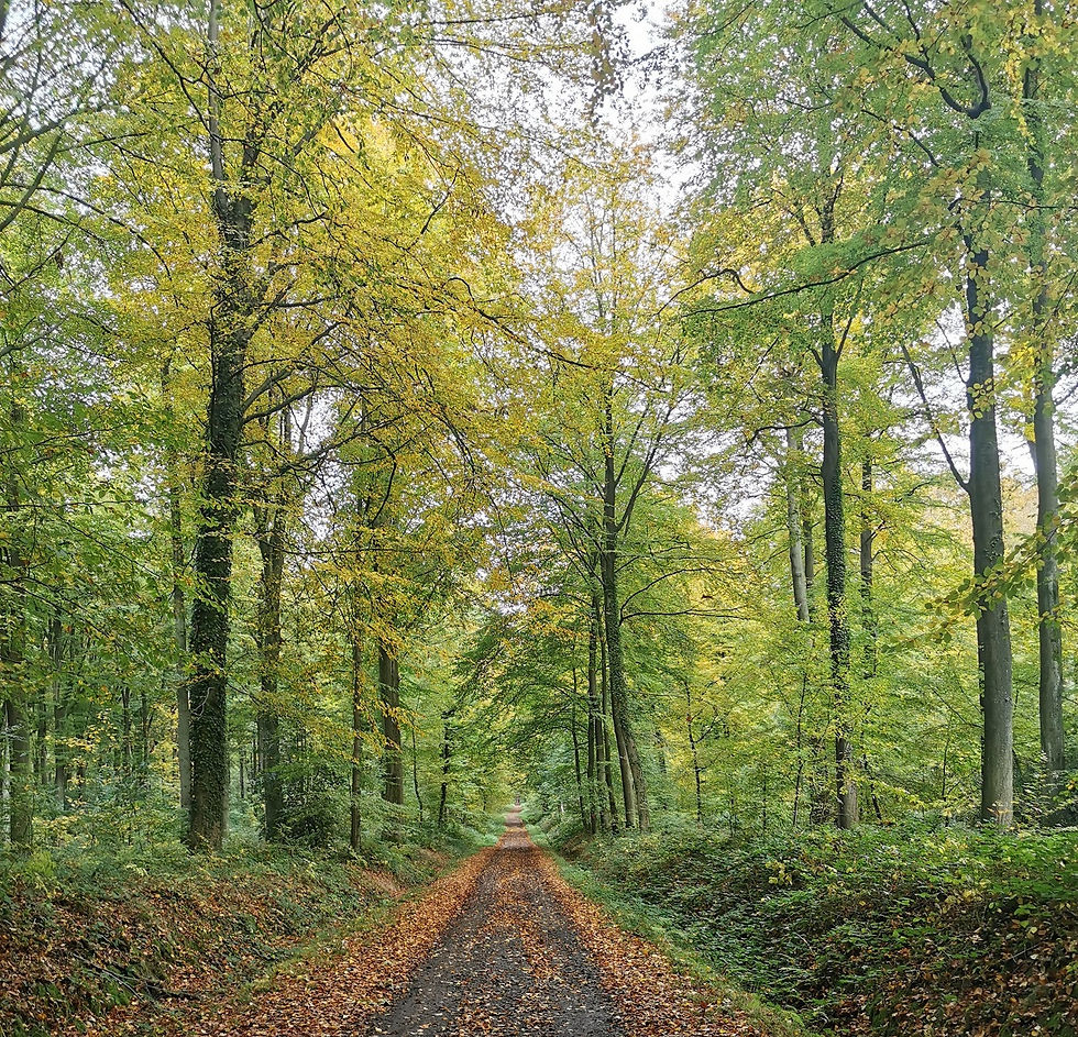 Herfstwandeling in het Kluisbos 10-11km - geannuleerd