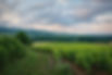 vineyard-6399505_1280.jpg