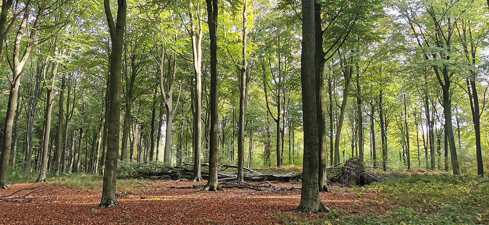 🌲 Vagevuurbos & Lippensgoed-Bulskampveld – 15 km
