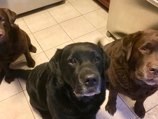 My Lazy Lab Helpers? Or Opportunistic?