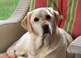 Yellow lab
