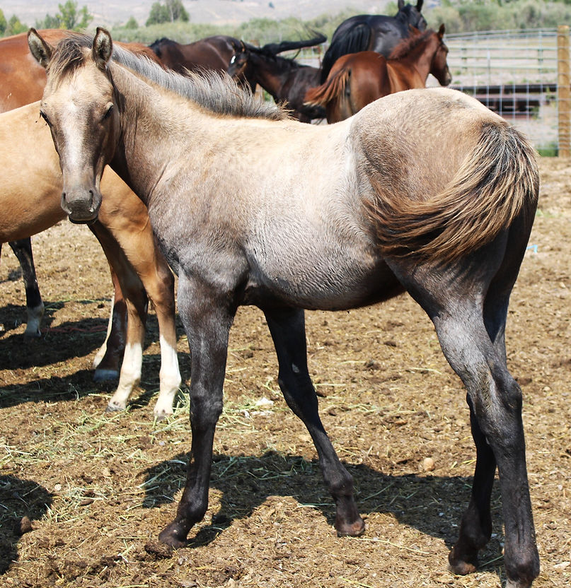 2025 September 2 CINDER Flash TP Yellowstone and Legend gelding at barns.JPG