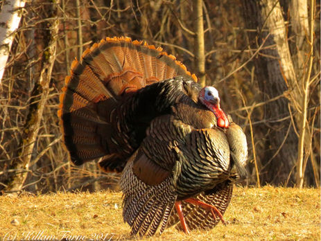 The Thanksgiving Greetings & Gift Guide Newsletter