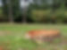 Tree Stump.jpg