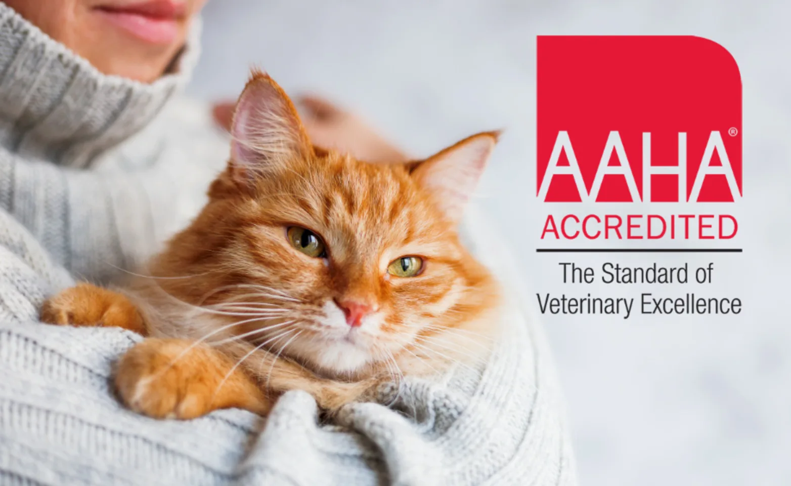 NVA_-_MASTER_-_-60-40-_-_AAHA_-_Cat_in_Woman-s_Arms.webp