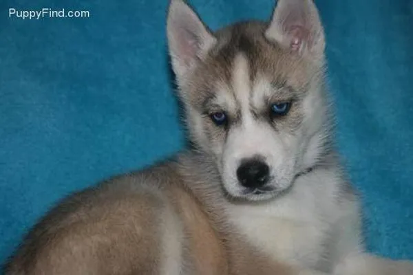 puppyfind siberian husky