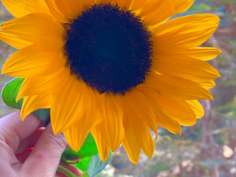 3 EASY Sunflower Spells