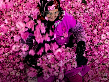 KALAAT M'GOUNA, LES DIX SIÈCLES DE LA VALLÉE DES ROSES DU MAROC