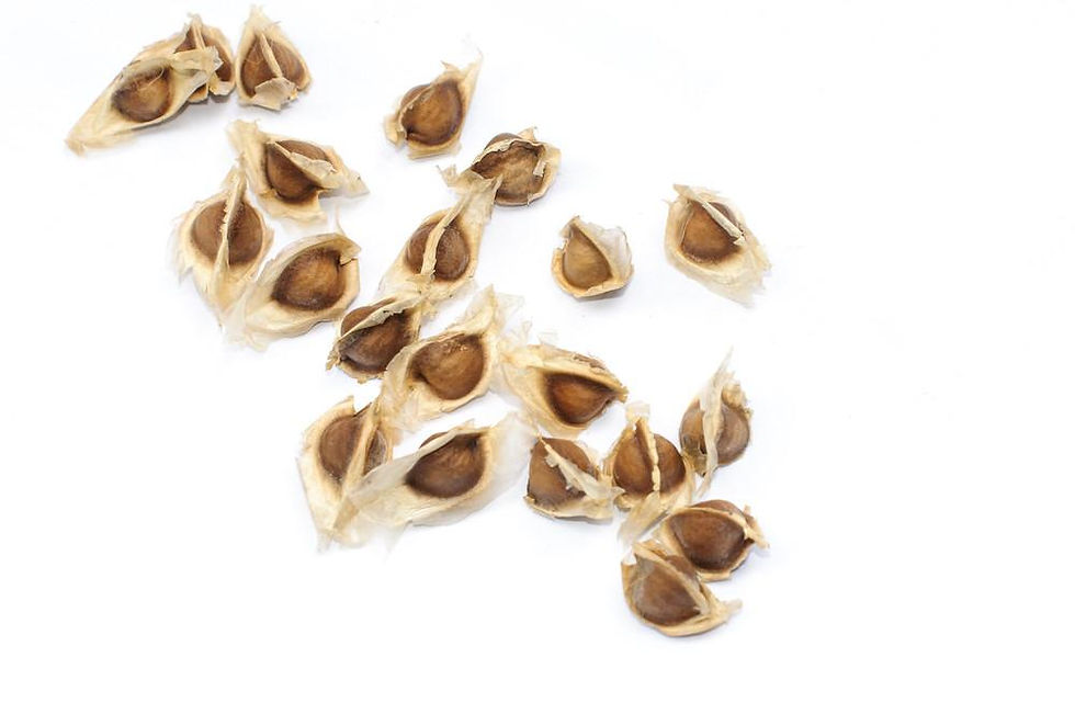 Thumbnail: Moringa Oleifera Seeds