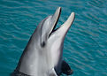 Dolphin at Sea