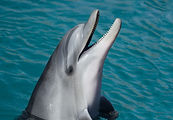 Dolphin at Sea