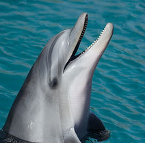 Dolphin-mar-marina-inteligentes