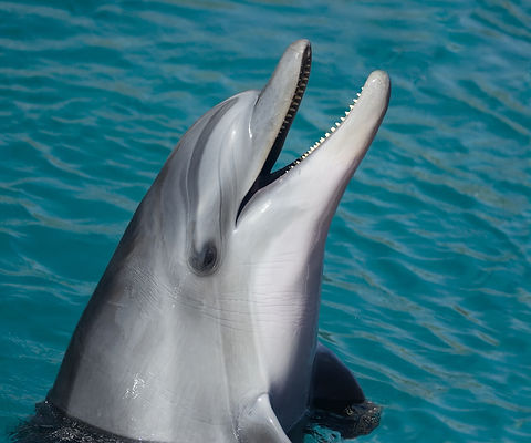 Dolphin at Sea