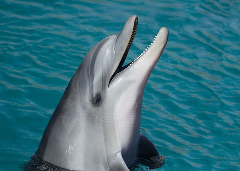 Dolphin at Sea