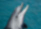 Dolphin at Sea