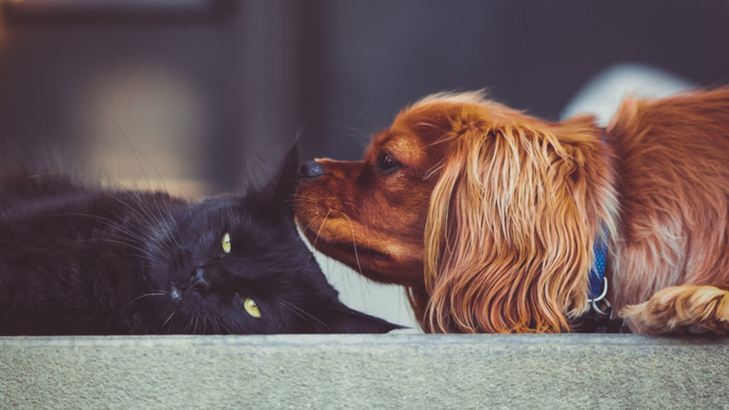 yavru köpek süt tozu nasıl hazırlanır