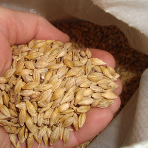 Whole Barley