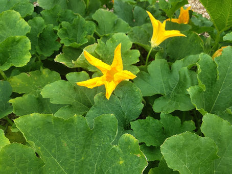 Pumpkins, Harvests, and Christmas Lights