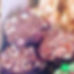 Brownie Bites
