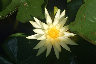 Yellow Water Lily