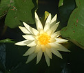 Yellow Water Lily
