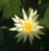 Yellow Water Lily