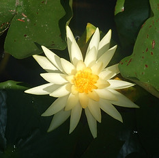 Yellow Water Lily