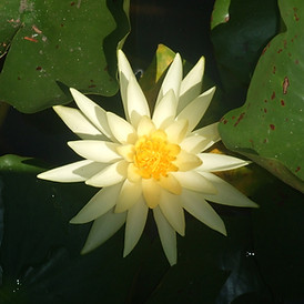 Yellow Water Lily