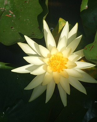 Yellow Water Lily