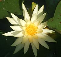 Yellow Water Lily
