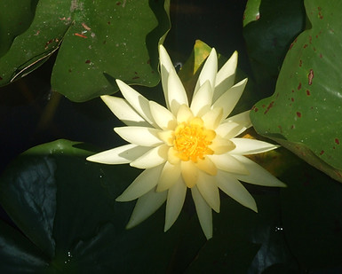Yellow Water Lily